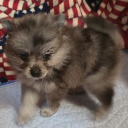 Stormy - Blue merle female Pomeranian puppy in Pickton, Texas from Mandy's Precious Poms