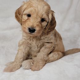 Goldendoodle Puppies from Lake Village Doodles
