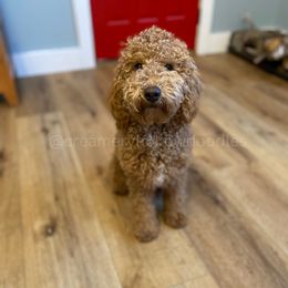 Boy 3 - Red  Goldendoodle puppy in Idaho from Creamery Hollow Doodles
