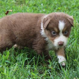 Isaiah - Red tri-color male Australian Shepherd puppy in Kansas, Oklahoma from Windy G Farm