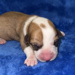 Thumper - White and red male Pembroke Welsh Corgi puppy in Godley, Texas from Bradley Kennels