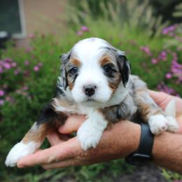 Biscuit - Blue merle male Bernedoodle puppy in Eagle Mountain, Utah from Fur Real Puppies.