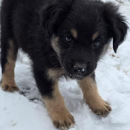 Rogue - Black tri-color male Australian Shepherd puppy in Solon, Maine from Mountain Range Australian Shepherds
