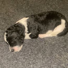 Turk - Black and white male Sheepadoodle puppy in Columbia, Tennessee from Primrose Cottage Puppies