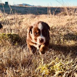 Secretariat - Red tri male Miniature Australian Shepherd puppy in Beaver, Utah from Renegade Point Stock Dogs