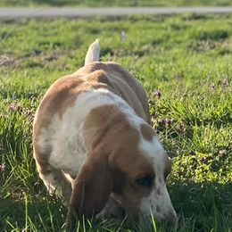 Basset Hounds from Ozark Mountain Kennel- Basset Hounds