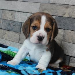 Forest - Black tan and white male Beagle puppy in Morrill, Kansas from Kelle Beagles