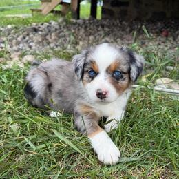 Roxy - Blue merle female Miniature Australian Shepherd puppy in Marion, Michigan from Highland Hills Mini Aussies