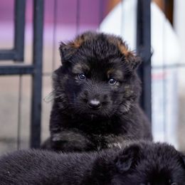 Baja Blast - Sable male German Shepherd puppy in Dacula, Georgia from FuryHaus German Shepherds