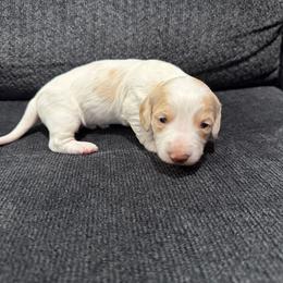 Crisp - Cream male Dachshund puppy in Luling, Texas from Kristina's Dachshunds
