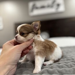 Ghost - Chocolate and white male Chihuahua puppy in Dayton, Ohio from Petite Pups