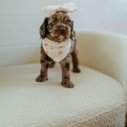 Aussiedoodle and Cockapoo Puppies from Dark Corner Doodles
