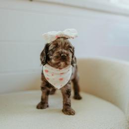 Aussiedoodle and Cockapoo Puppies from Dark Corner Doodles