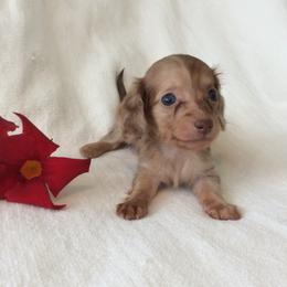 Simone (red shaded brindle) - Dapple female Dachshund puppy in Sebring, Florida from Mini Weenies