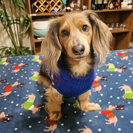 Blue - Dachshund