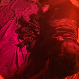 Female 7 - Black and mahogany female Rottweiler puppy in Humble, Texas from Inexorable Haus Early Rotts