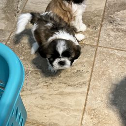 Shih Tzu Puppies from Wanda M Golden