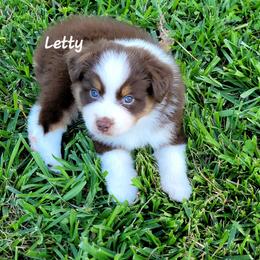 Miniature American Shepherd and Miniature Australian Shepherd Puppies from Cane Creek Aussies