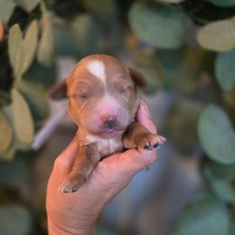 Gray Collar - Red  male Goldendoodle puppy in Somerville, Alabama from Southern Enchanted Doodles