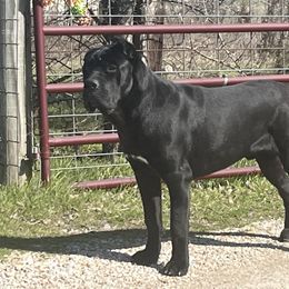 Aggie - Cane Corso