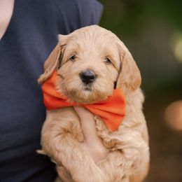 Pumpkin - Apricot Goldendoodle puppy in Centerville, Utah from Dean Doodles