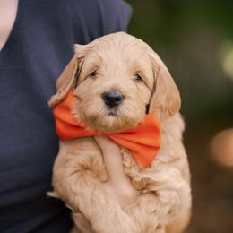 Pumpkin - Apricot Goldendoodle puppy in Centerville, Utah from Dean Doodles