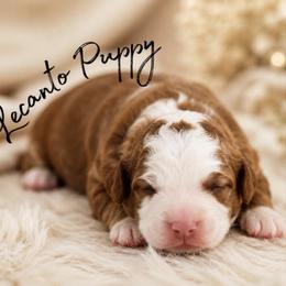 Boy 4 - male Bernedoodle puppy in Lecanto, Florida from Lecanto Puppy