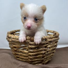 Vela (bluie merle) - Blue merle and white female American Corgi puppy in Waco, Texas from The Comma Corgis