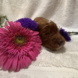 Goldendoodle Puppies from Nash Doodles