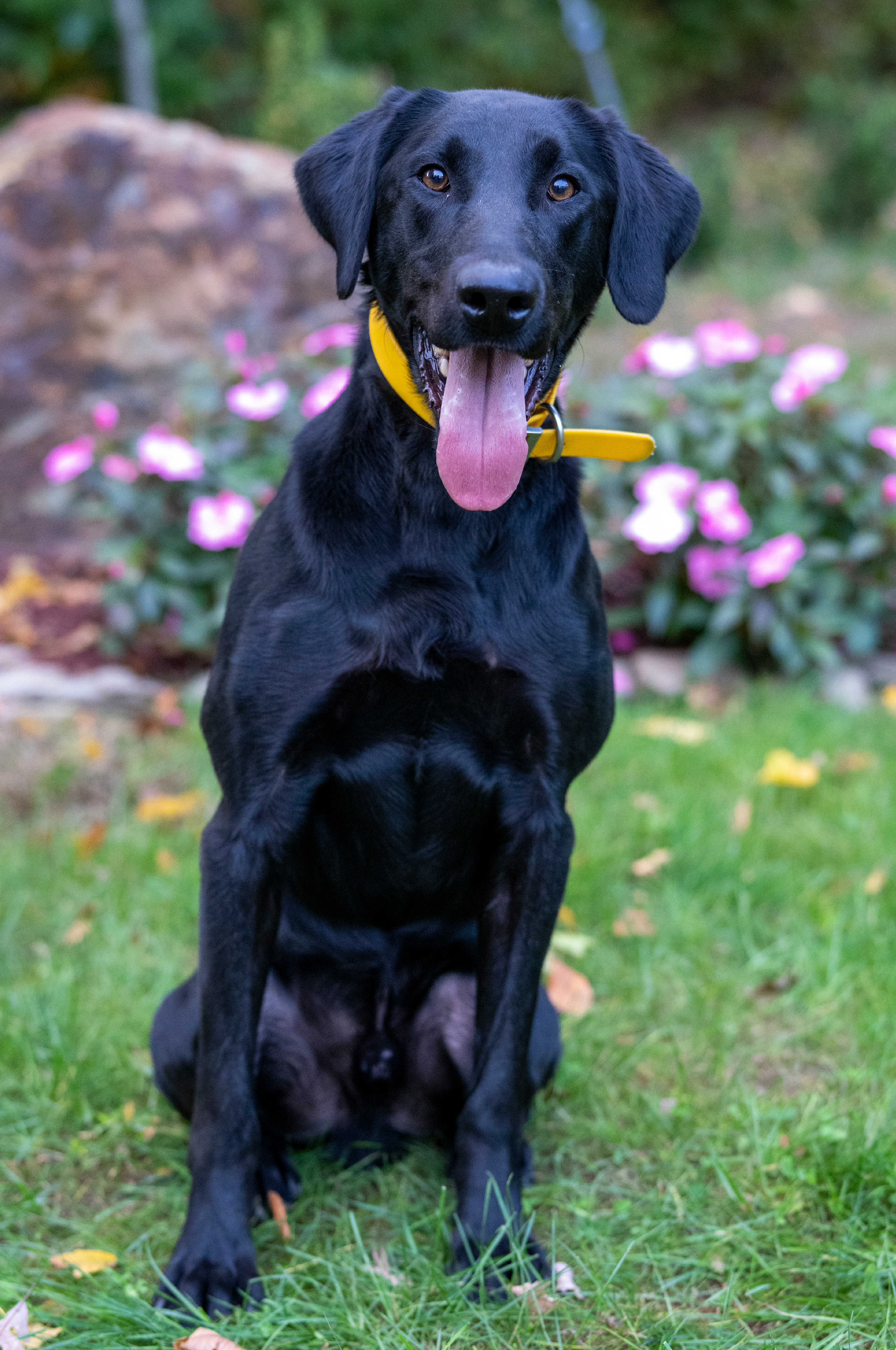 Ranger - Labrador Retriever