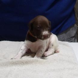 Whiteout - White and liver male German Shorthaired Pointer puppy in Osceola, Missouri from Bird Dog Ranch