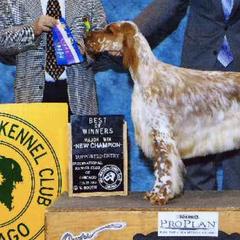 English Setters from Dakotah English Setters