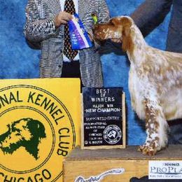 English Setters from Dakotah English Setters