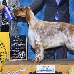 English Setters from Dakotah English Setters