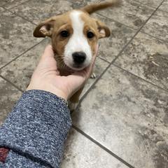 Manchester Terrier and Portuguese Podengo Pequeno Puppies from Tango Kennels