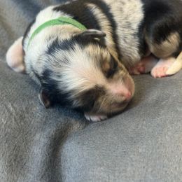 Lucky - Blue merle male Miniature Australian Shepherd puppy in Artesia, New Mexico from Rocking Aussies