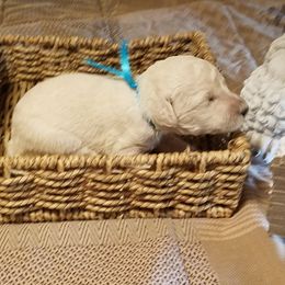 Poodle Puppies from Bear Cove Standard Poodles