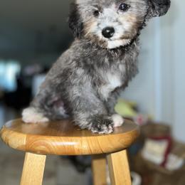 Maltipoo puppies from Premium Teacup Puppy of Hawaii
