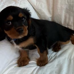 Howey (blue collar) - Black and tan male Cavalier King Charles Spaniel puppy in Ocala, Florida from Ray of Sunshine Spaniels LLC