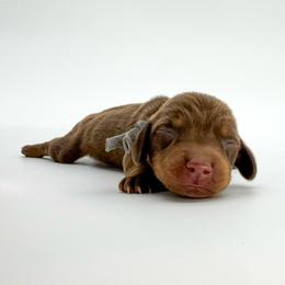 Valentine - Chocolate and tan male Dachshund puppy in Waddell, Arizona from Neu Doxies