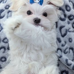 Maltese Puppies from Bratpackbabydolls