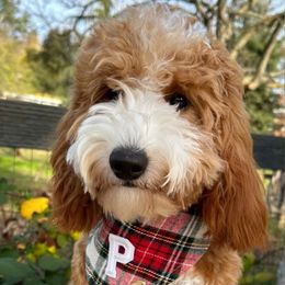 Penny - Goldendoodle