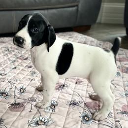 Valentine - Black and white female German Shorthaired Pointer puppy in Hot Springs, Virginia from Thunder Mountain Gun Dogs