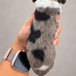 Snickers - Dapple female Dachshund puppy in Jarales, New Mexico from Poker Paws Dachshunds