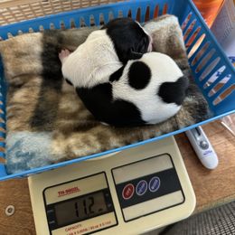 Peach - Piebald female Dachshund puppy in Salkum, Washington from Stonevalley Dachshunds