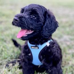 Boy 2 - Black male Goldendoodle puppy in Frederick, Maryland from Loving Doodles