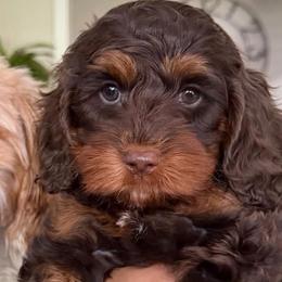 Kai - Cavapoo