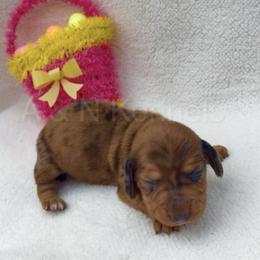 Male 1 - Shaded Red Dapple - Dapple male Dachshund puppy in Brandon, Mississippi from A & N Kennels