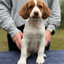 Light Pink Girl - Orange and white female Brittany puppy in Milner, Georgia from Hi-Hope Kennel