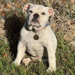 Chowder - White female Bulldog puppy in Quinlan, Texas from Wright Way Retrievers